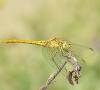 Sympetrum meridionale